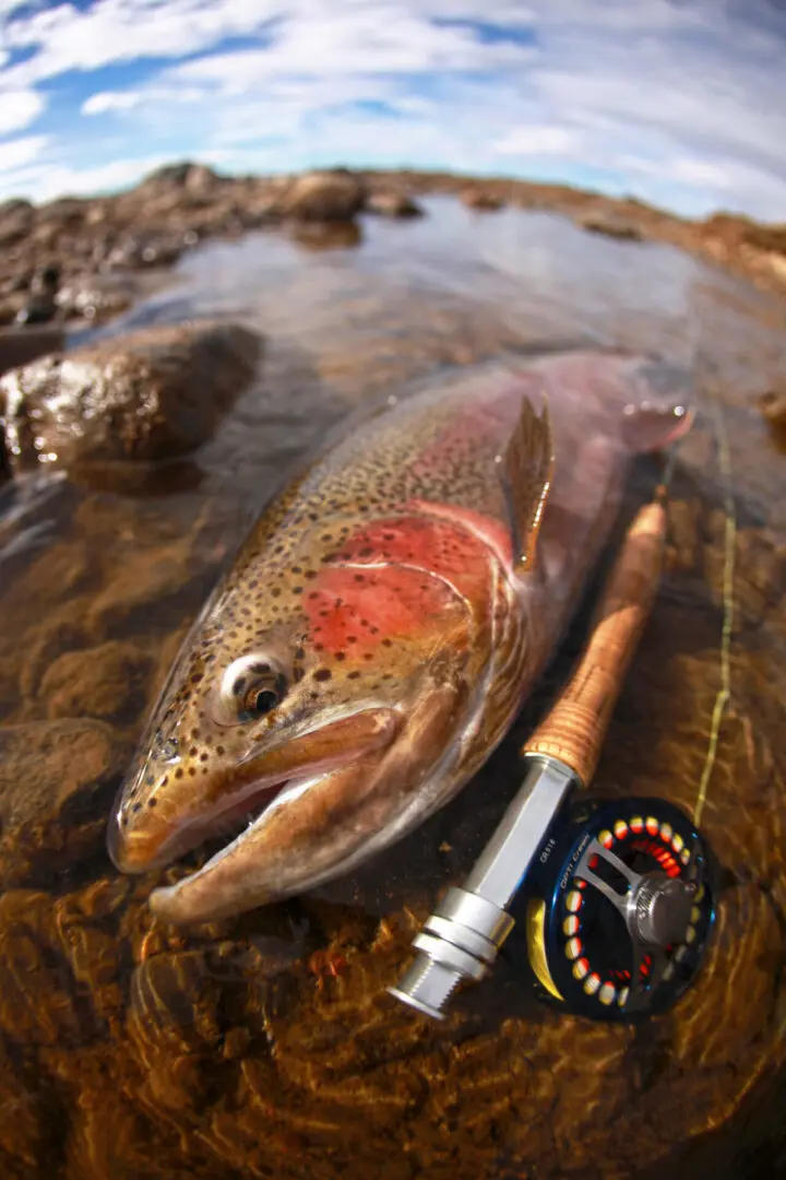 Trout at Stick2itfllytying